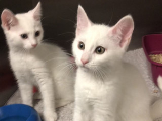 Two white kittens sit alertly on a soft surface, with pink ears visible. Nearby, a blue bowl and a red food dish provide context in a cozy indoor setting.