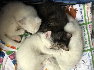 Kittens sleep nestled together on a colorful blanket featuring text: 