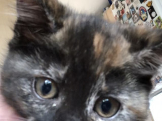 A close-up of a tortoiseshell kitten with wide eyes, being gently held by a hand, with a refrigerator covered in magnets in the blurry background.