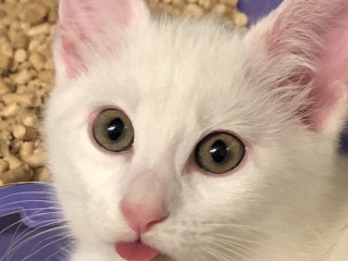A white kitten with wide eyes and its tongue sticking out is sitting in front of a litter box filled with pellets.