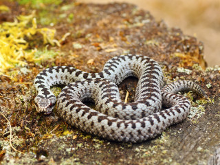 A coiled snake rests on a mossy, textured surface in a natural outdoor setting, displaying a distinctive black-and-white pattern.
