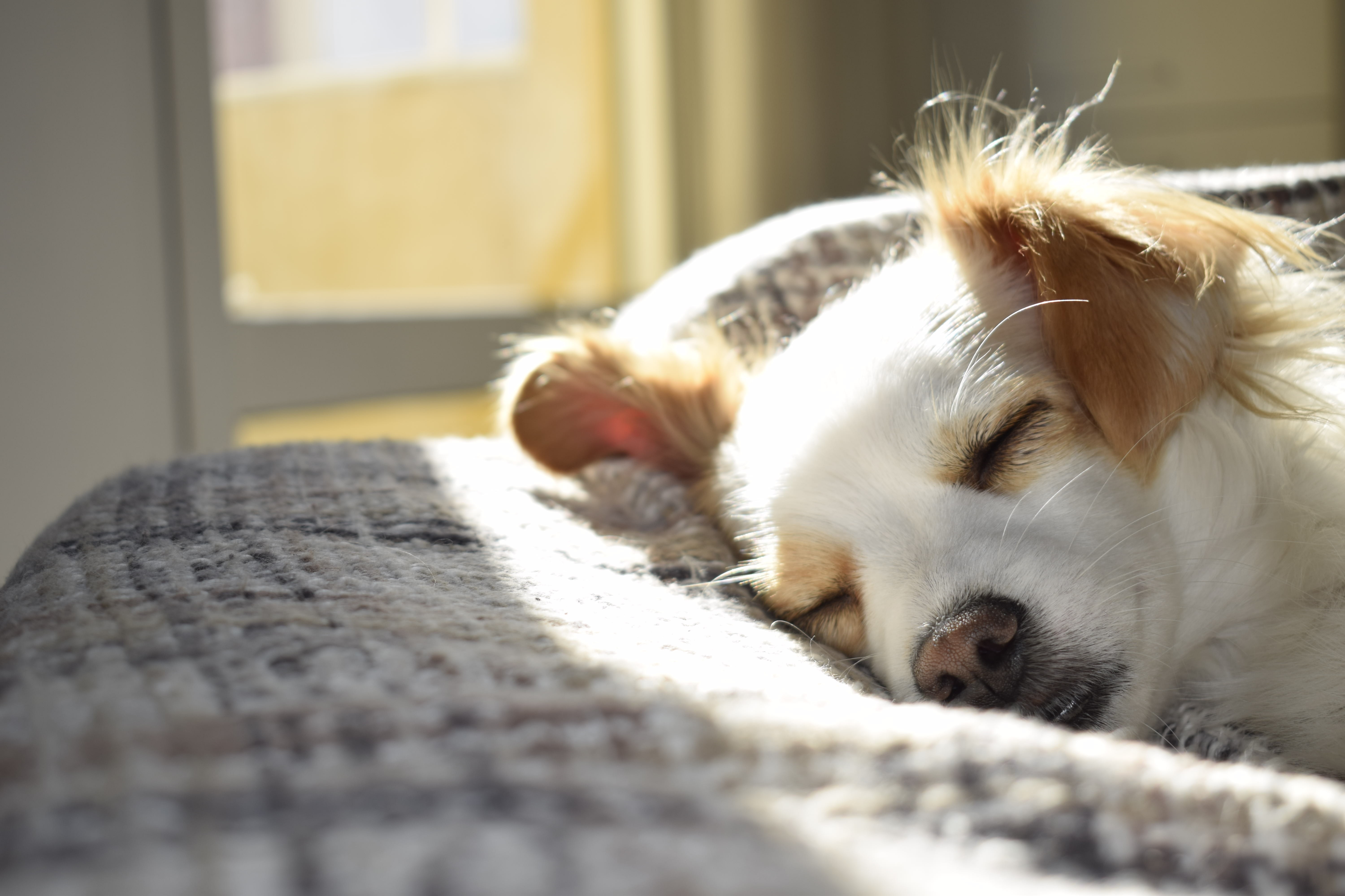 A small white dog with brown ears sleeps peacefully, basking in sunlight streaming through a nearby window onto a patterned surface.