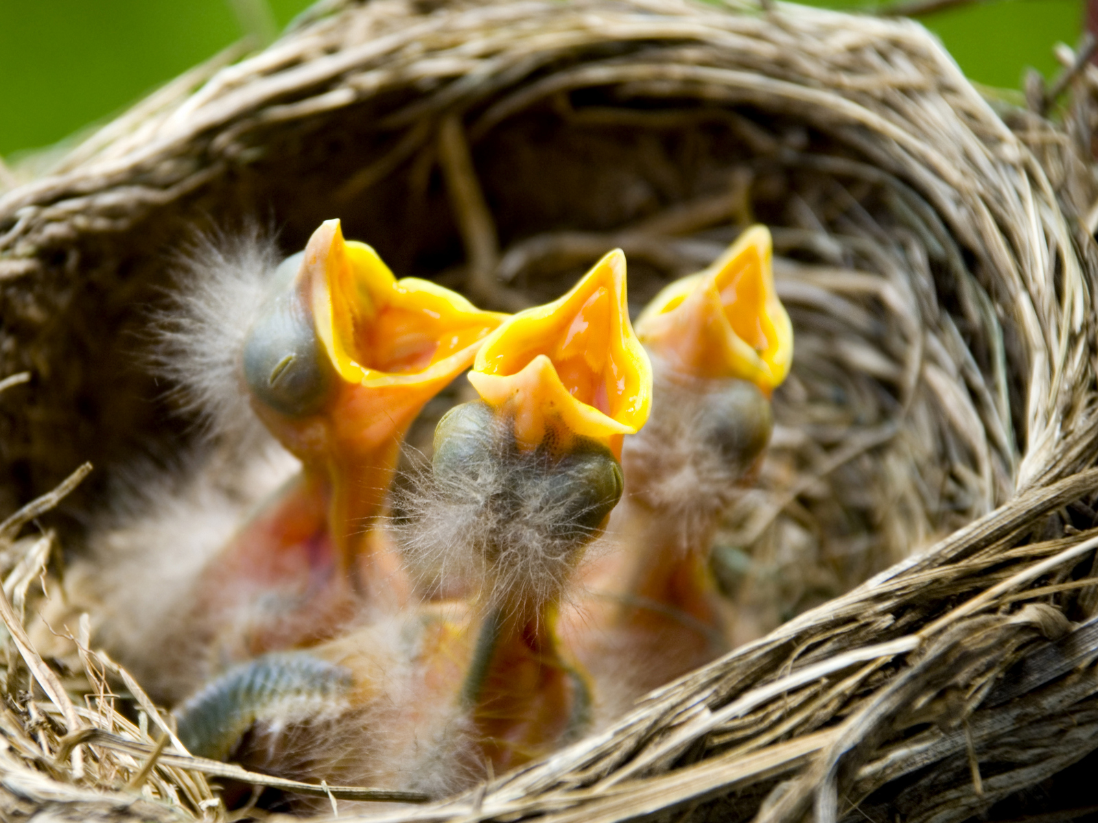 found-a-baby-bird-what-should-i-do-saving-a-baby-bird