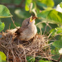 A small bird stands with its beak open in a nest made of twigs, surrounded by green leaves and branches, suggesting a natural outdoor setting.