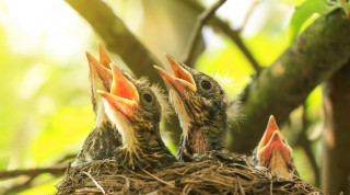 Four baby birds with open beaks are perched in a nest, surrounded by green foliage and sunlight, appearing to await feeding.