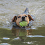 Water intoxication in dogs A brown and black dog swims in the water, holding a green tennis ball in its mouth, creating ripples around it.