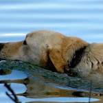 Dog drank too much water A golden retriever swims gracefully through calm, rippling water, with its head and back visible above the surface, surrounded by a serene blue lake environment.