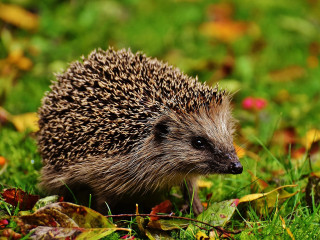 I've found an injured hedgehog, what should I do? A hedgehog walks on vibrant green grass, surrounded by autumn leaves, in a natural outdoor setting.