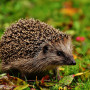 A hedgehog walks on vibrant green grass, surrounded by autumn leaves, in a natural outdoor setting.