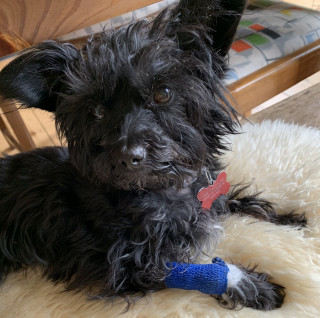 A small black dog lies on a fluffy rug, wearing a blue bandage on its front paw, indoors under a wooden chair.