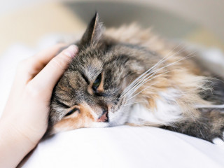 A fluffy cat rests its head on a white surface while being gently petted by a hand, creating a cozy and calm atmosphere.