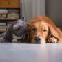 A gray cat nuzzles a relaxed golden retriever on a smooth floor, surrounded by a bookshelf filled with colorful stacked books in a cozy indoor setting.
