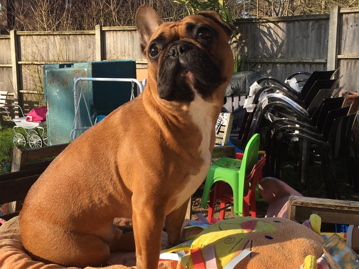 A brown dog sits alertly on a cushion outdoors, surrounded by stacked chairs, a toy pram, and a wooden fence, creating a backyard setting.