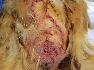 A stitched, healing wound on an animal's feathered body, surrounded by downy feathers, likely the aftermath of a surgical procedure in a veterinary setting.
