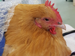 A chicken is wrapped in a clear plastic sheet, with its head visible, resting in a veterinary setting. The background is softly blurred, suggesting an indoor environment.