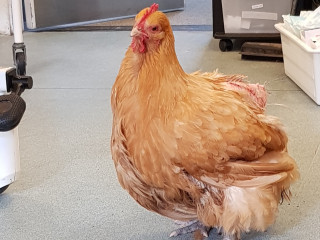 A fluffy, light brown chicken stands on a smooth, light blue floor, surrounded by white shelves and a wheeled cart in an indoor setting.