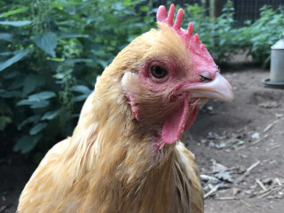 A golden-brown chicken stands alert in a garden, surrounded by green foliage and dirt, near a metal feeder.