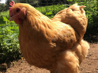 A plump, golden chicken stands alert on dirt, surrounded by lush green foliage and a wire fence in sunlight.