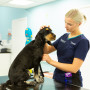 Dog being treated for Addison's disease A black dog sits on an exam table while a woman in a uniform,