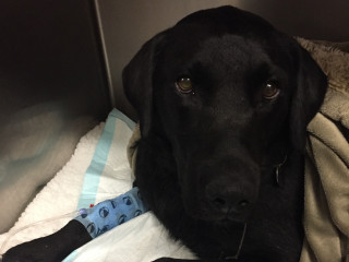 A black dog rests on a padded surface, with a blue bandage and IV line on its front leg, inside a metal veterinary clinic cage.