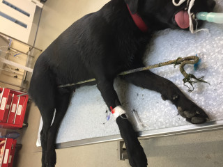 A black dog lies sedated on a vet's table, intubated for surgery, with a long stick penetrating its abdomen. Red drawers and medical equipment surround the scene.