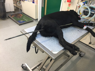 A black dog lies unconscious on a veterinary table, impaled by a metal rod. Veterinary equipment surrounds it, indicating a clinical setting. A box reads 