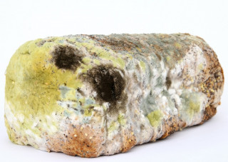 A loaf of multigrain bread, covered in diverse patches of green, black, and white mold, sits against a plain white background, indicating decay and spoilage.