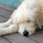 colitis in dogs A fluffy, light-colored dog is asleep, sprawled on a wooden deck, near a teal and weathered wall.