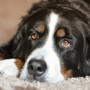 dog peritonitis A Bernese Mountain Dog rests its head on a soft, beige surface, gazing forward with expressive brown eyes in a calm, indoor setting.