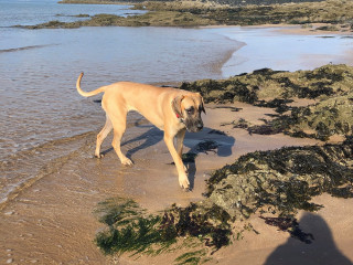 A large dog walks along a sandy beach, surrounded by seaweed-covered rocks, with gentle waves lapping at the shore under a clear blue sky.