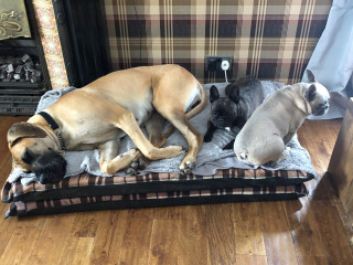 Three dogs rest together on a cushioned bed in a living room with plaid wallpaper and a wooden floor. A fireplace is visible to the left.