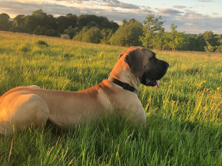 A large dog lies calmly in a sunlit green field, surrounded by tall grass and wildflowers, with a backdrop of trees under a partly cloudy sky.
