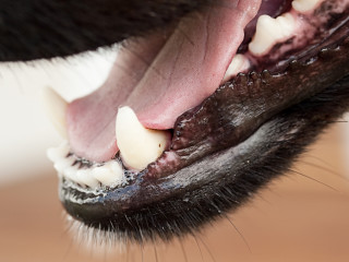 what colour should the roof of a dogs mouth be