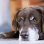 Cushing's disease in dogs A senior brown dog with a gray snout lies resting on a smooth surface, looking forward with a calm expression; blurred indoor background.