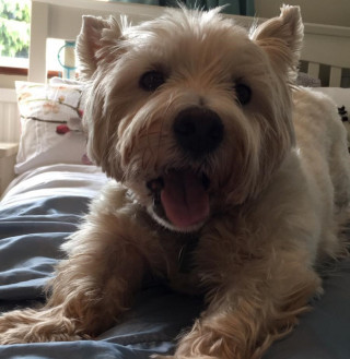A fluffy dog lies comfortably on a bed, panting, with decorative pillows and soft lighting in the background, suggesting a cozy bedroom setting.