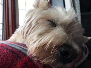A fluffy white dog sleeps peacefully, its head resting on a red and gray plaid blanket, near a window with wooden frames, letting in soft natural light.