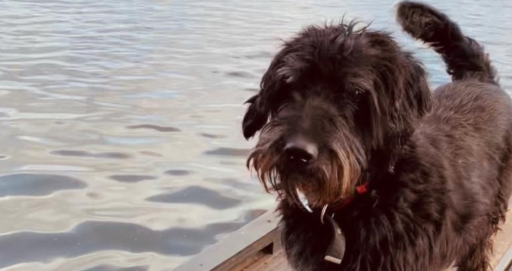 Can Low Blood Sugar Cause Vomiting In Dogs