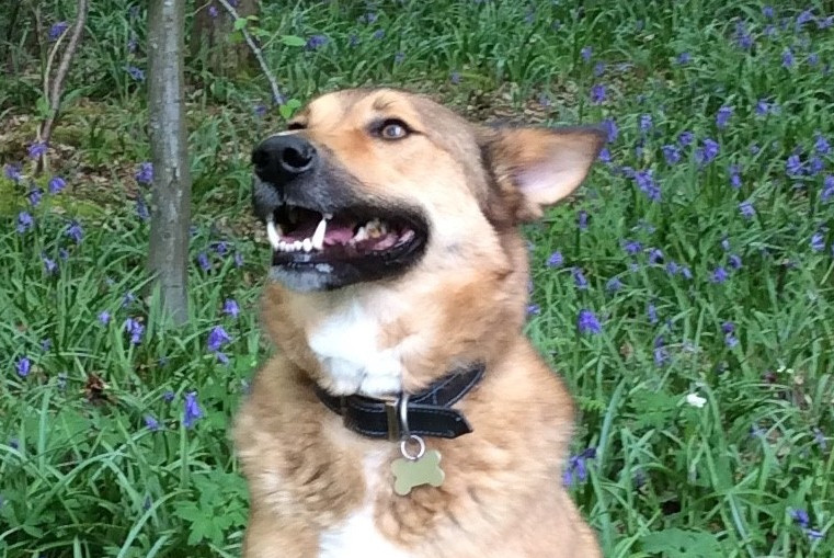 Dog ate chewing outlet gum