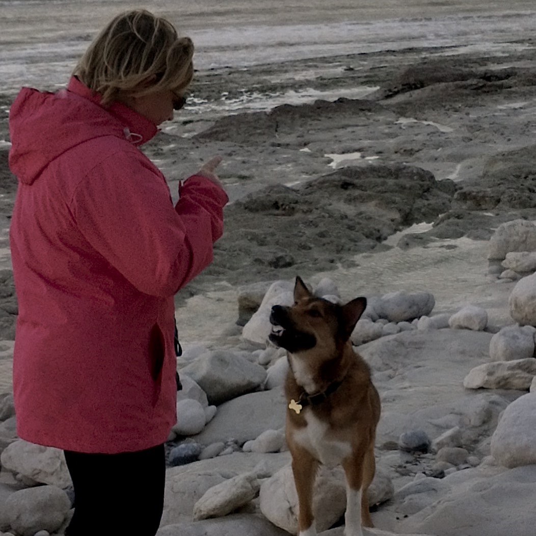 Person in a pink jacket gestures at a dog, which looks up attentively, surrounded by rocky beach terrain.