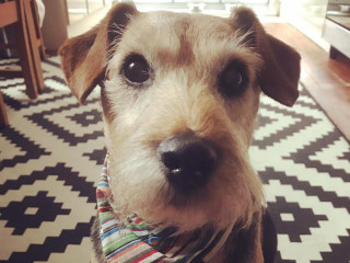 A small brown dog with a striped bandana sits attentively on a black-and-white patterned rug in a cozy, sunlit room with wooden floors.