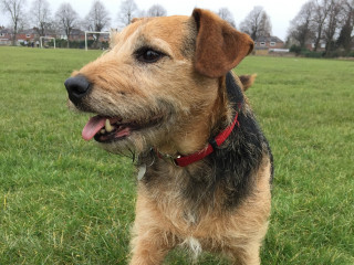 A small brown dog with a red collar stands on a grassy field, panting with its tongue out. Trees and distant houses line the horizon in the background.