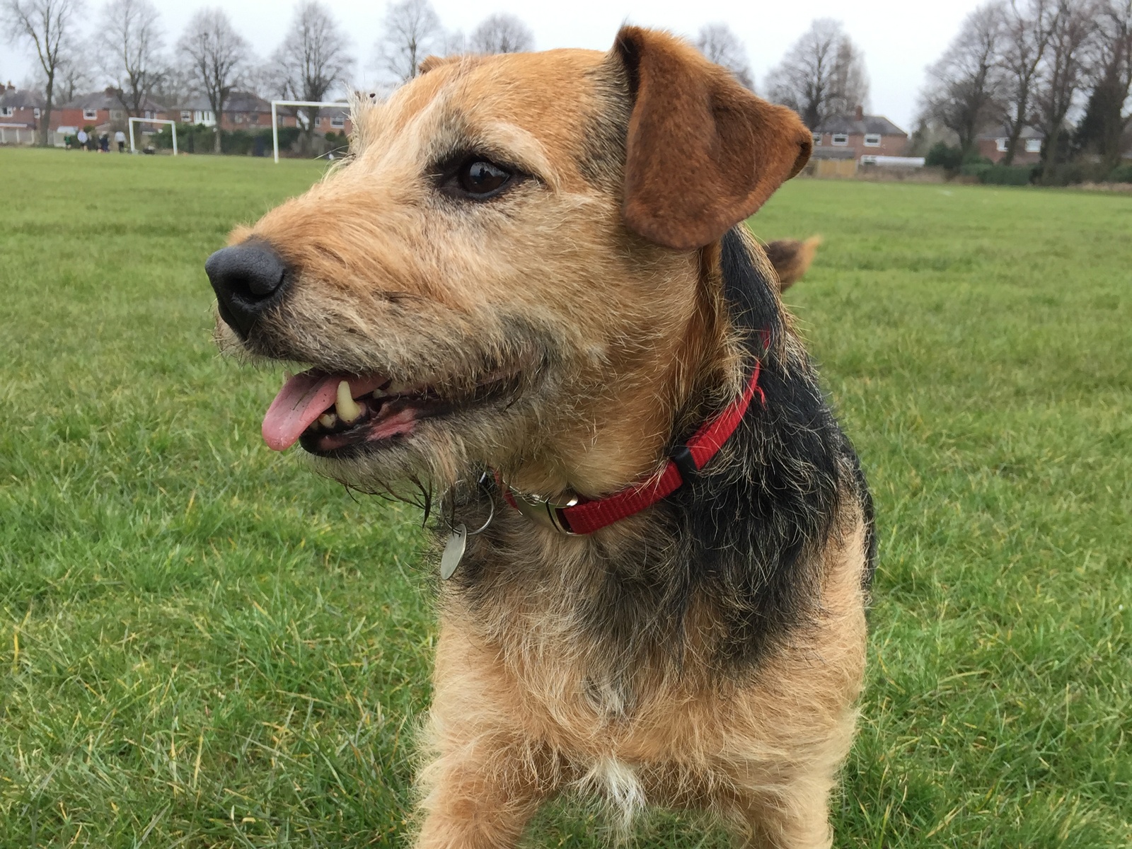 A small brown dog with a red collar stands on a grassy field, panting with its tongue out. Trees and distant houses line the horizon in the background.