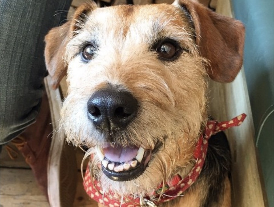 A happy dog wears a red bandana, sitting indoors near a person in jeans and brown shoes on a wooden floor.