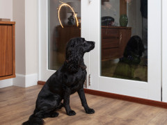 A black dog sits attentively indoors, facing a glass door. Reflected in the glass are indoor furnishings and curved light trails, creating a dynamic visual effect.