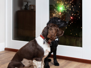 why do dogs bark during fireworks