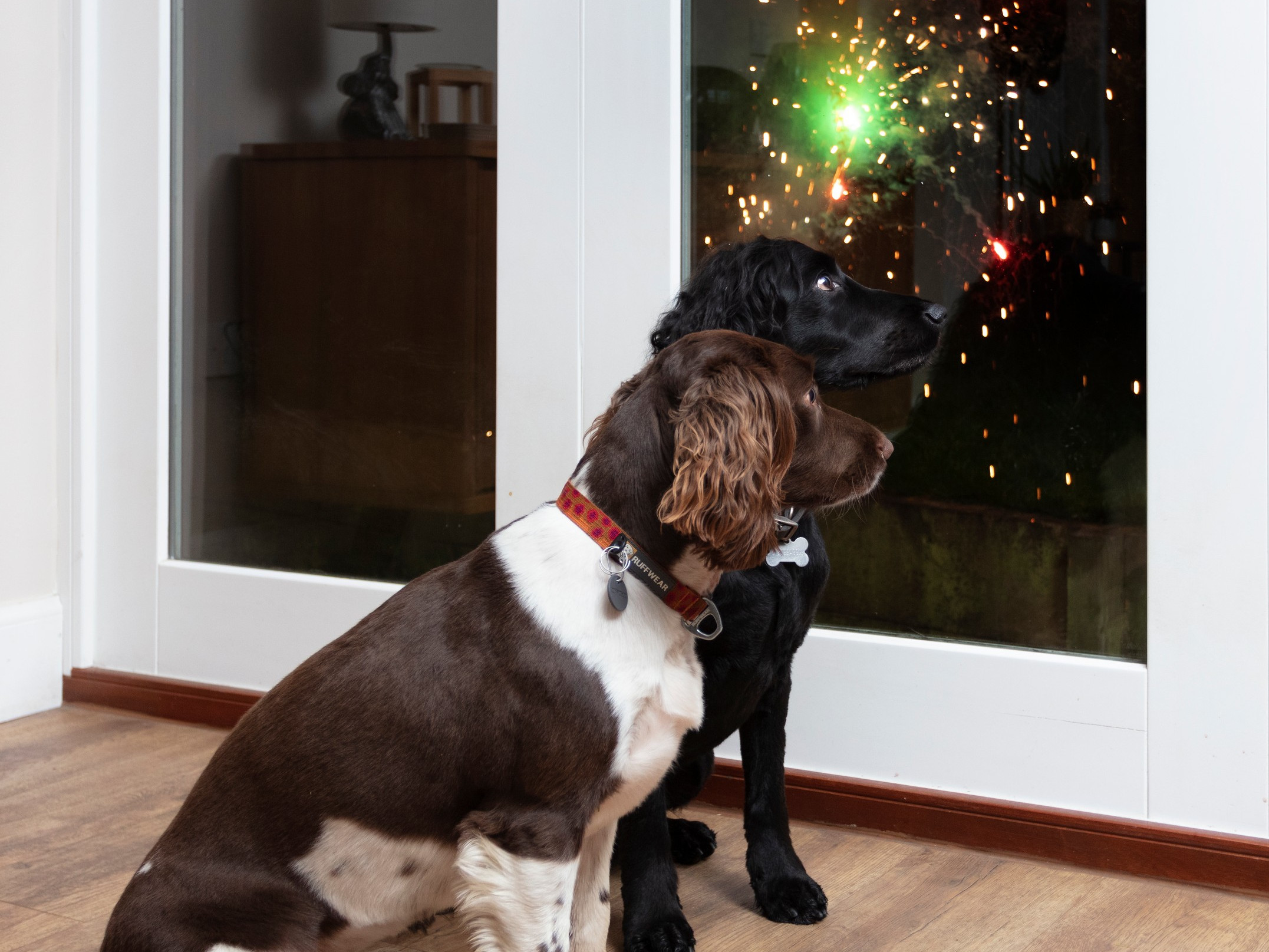 Image of two dogs watching fireworks for Vets Now page on fireworks and pets