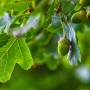 Acorns hang from a branch, surrounded by vibrant green oak leaves, in a sunlit forest setting.