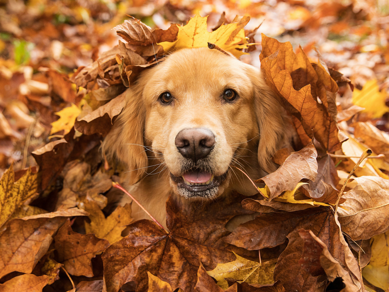 Can dogs eat acorns? Vets Now