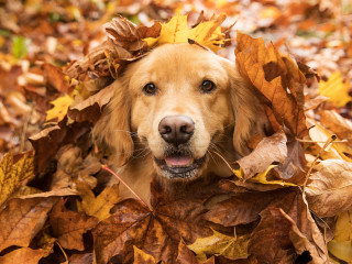 A golden retriever peeks through a pile of colorful autumn leaves, surrounded by a forest floor covered with fallen foliage. No text is present.