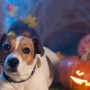 A dog lies attentively on grass, surrounded by lit jack-o'-lanterns and Halloween decorations, with cobwebs adorning the wooden backdrop.
